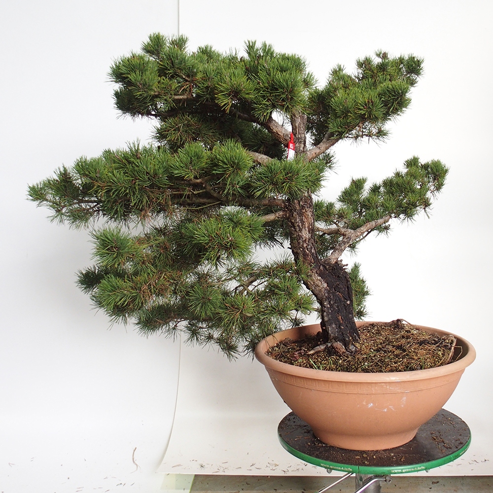 Yamadori - Pinus sylvestris Spanien