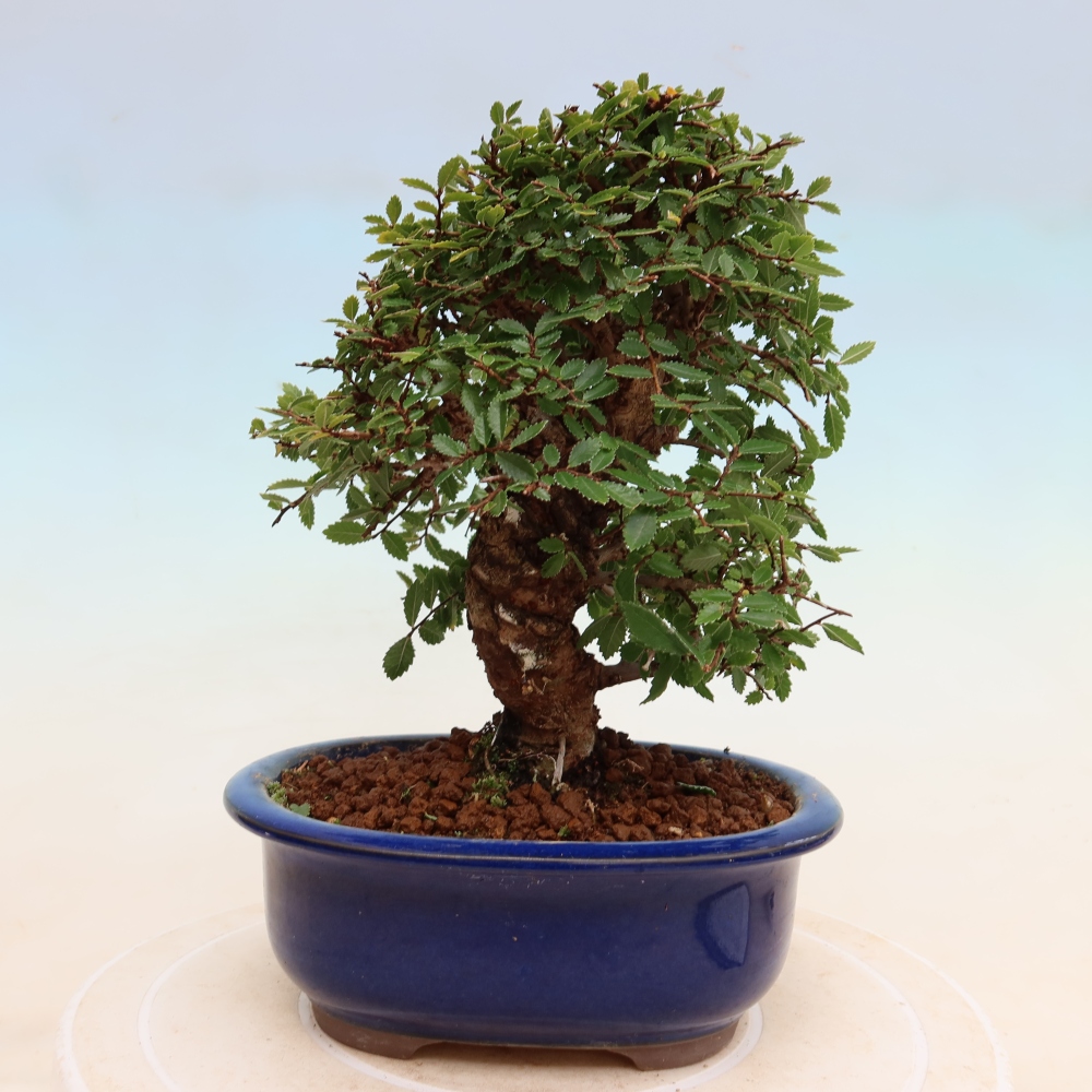 Bonsai für draußen - Zelkova - Zelkova NIRE
