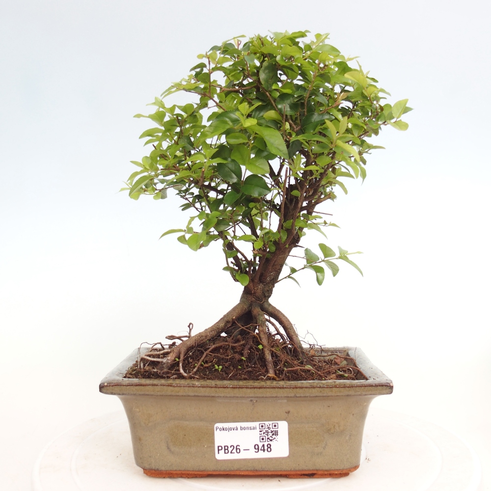 Zimmer Bonsai - Sageretia thea - Sageretia thea