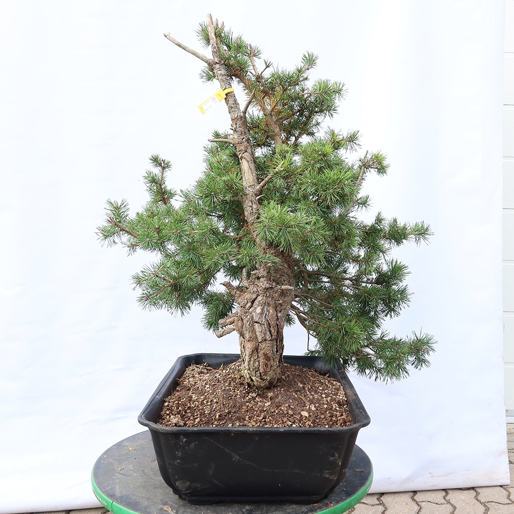 Pinus sylvestris Spanien – Waldkiefer