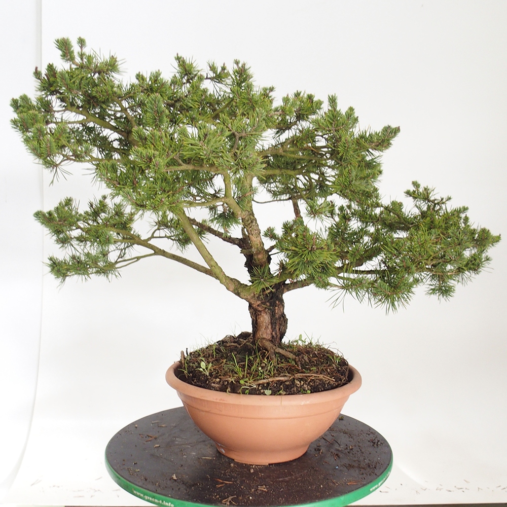 Yamadori - Pinus sylvestris Spanien