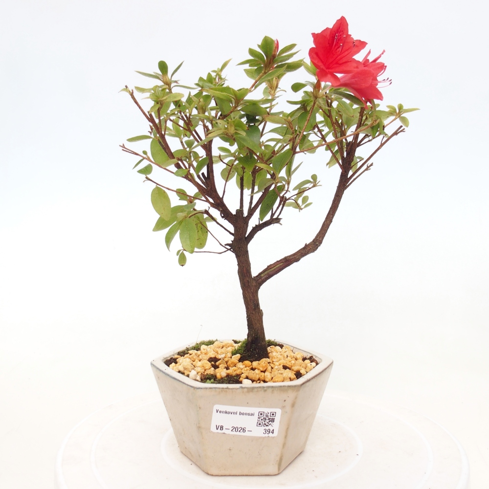 Bonsai für draußen - Japanische Azalee - Azalea sp.
