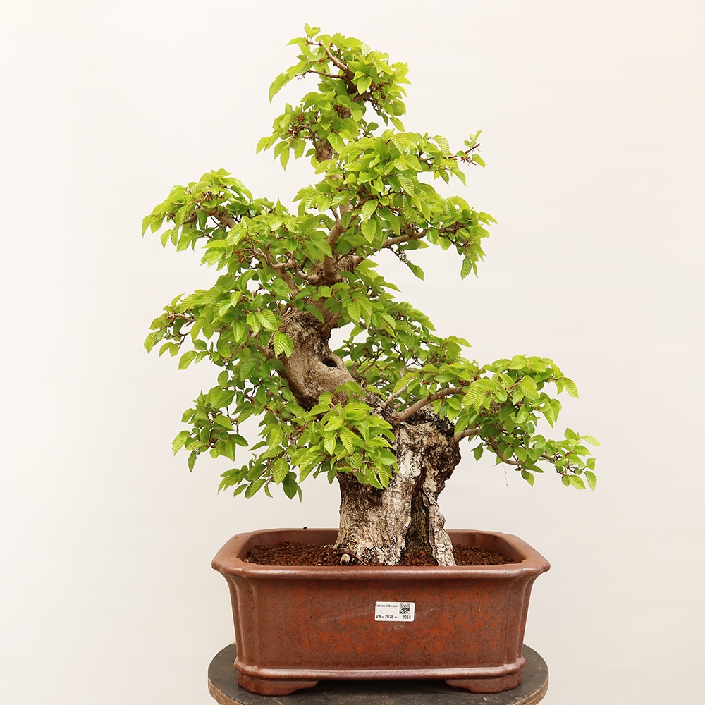 Bonsai für draußen - Karpinus Coreana - Koreanische Hainbuche