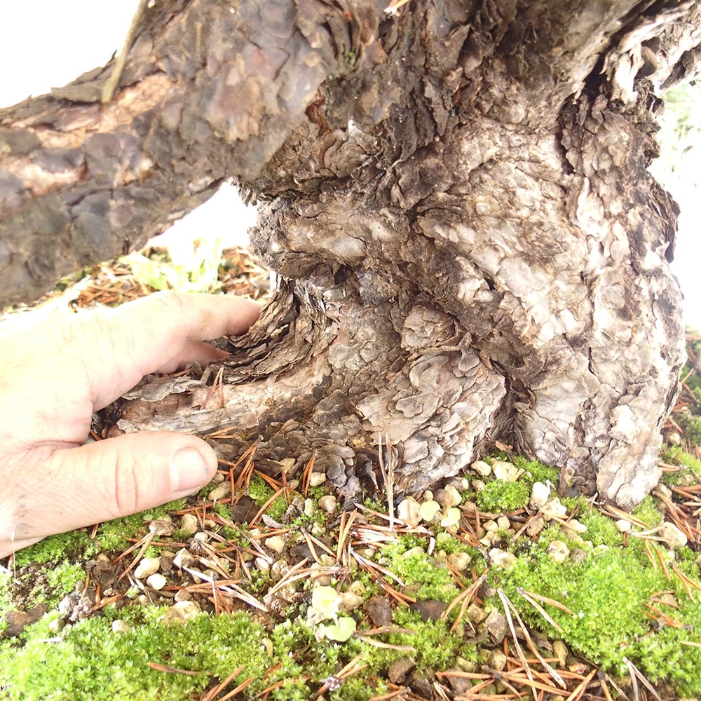 Yamadori - Pinus sylvestris Spanien