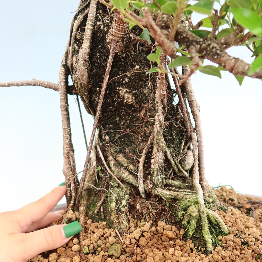 Zimmerbonsai - Ficus kimmen - Kleinblättriger Ficus
