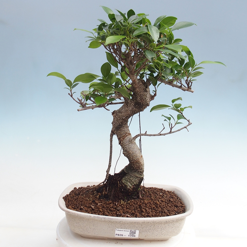 Zimmerbonsai - Ficus kimmen - Kleinblättriger Ficus