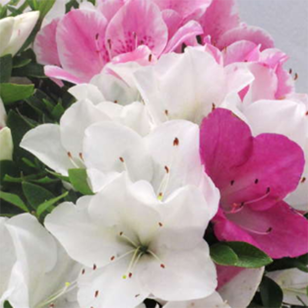 Bonsai für draußen - Japanische Azalee - Azalee Ai-no-Tsuki