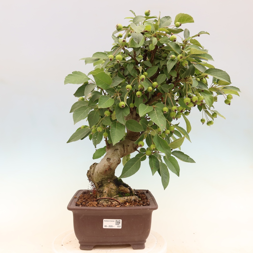 Outdoor-Bonsai -Malus halliana - Kleinfrüchtiger Apfelbaum