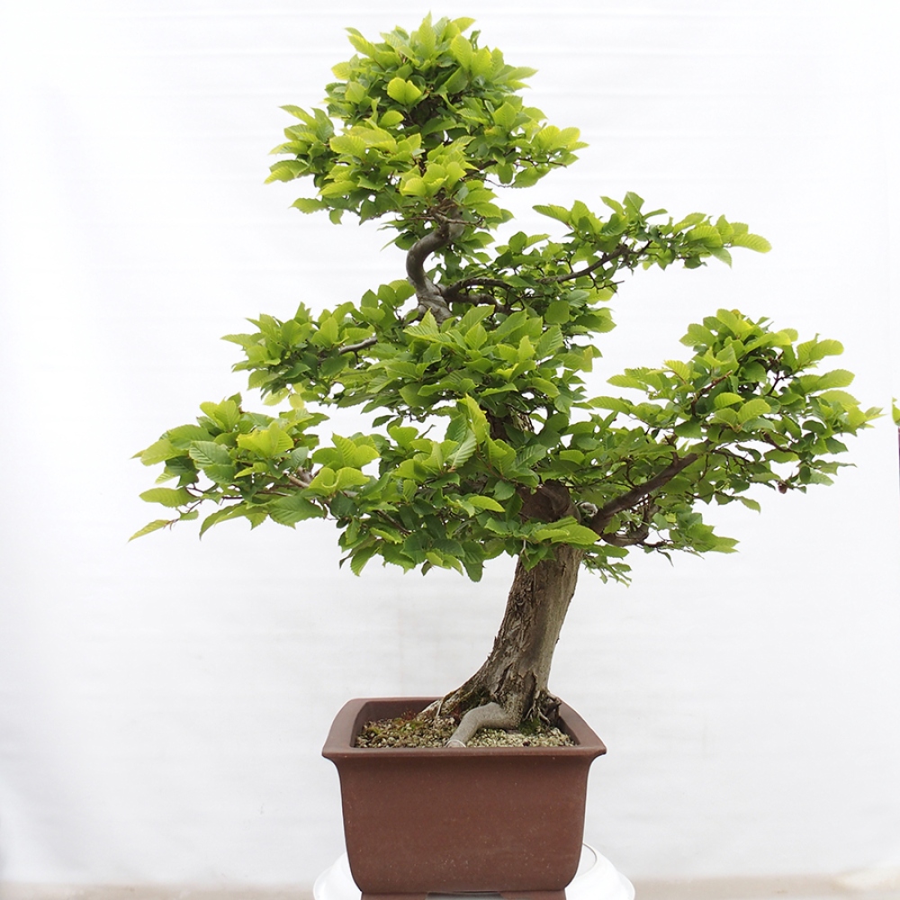 Bonsai für draußen - Hainbuche - Carpinus betulus