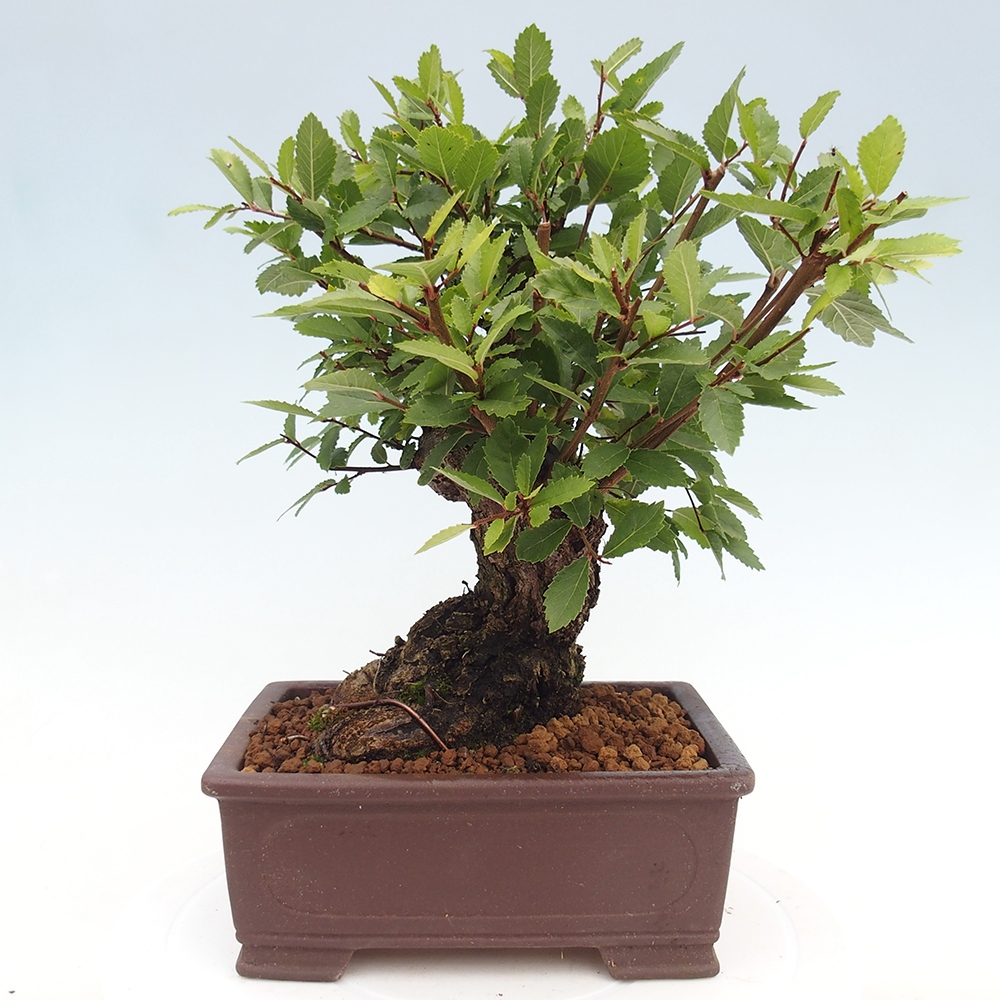 Bonsai für draußen - Zelkova - Zelkova NIRE