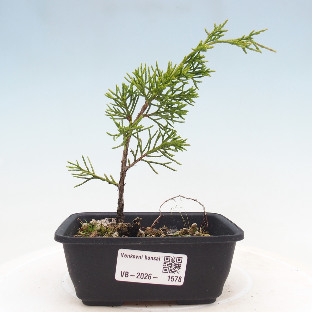 Bonsai für draußen - Juniperus chinensis Itoigawa