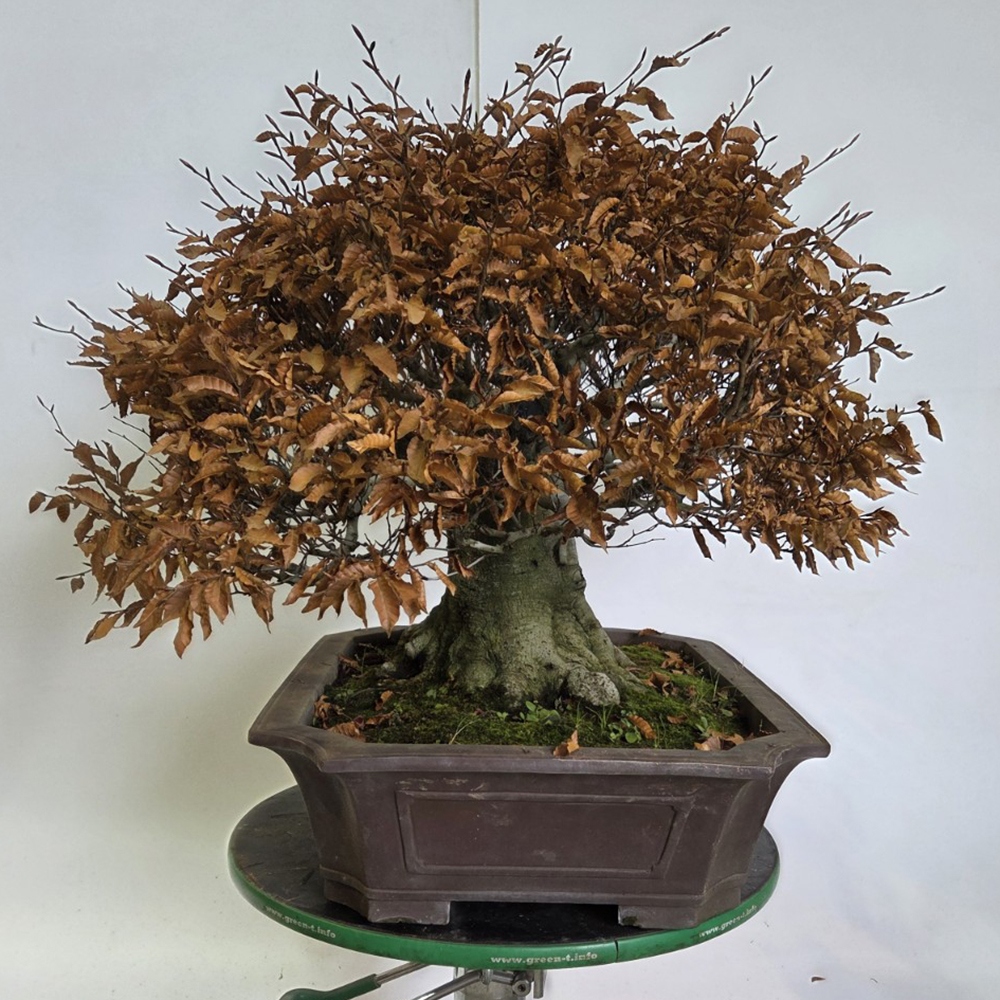 Bonsai für draußen - Fagus crenata
