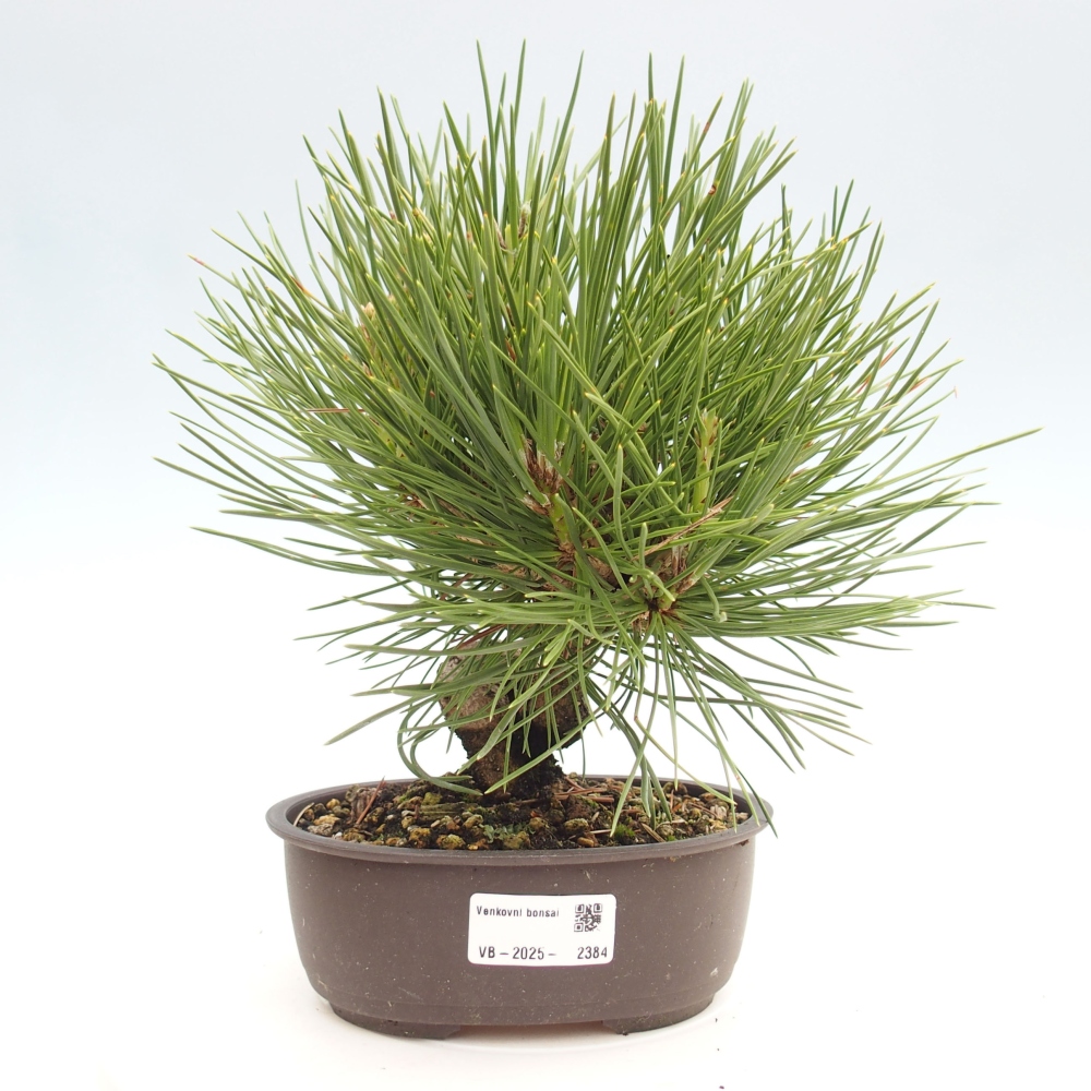 Bonsai für draußen - Pinus thunbergii - Thunberg-Kiefer