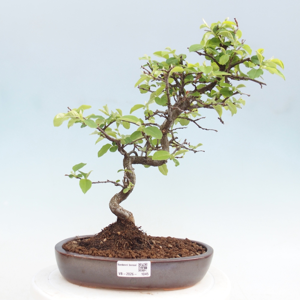 Bonsai für draußen - Chaneomeles chinensis