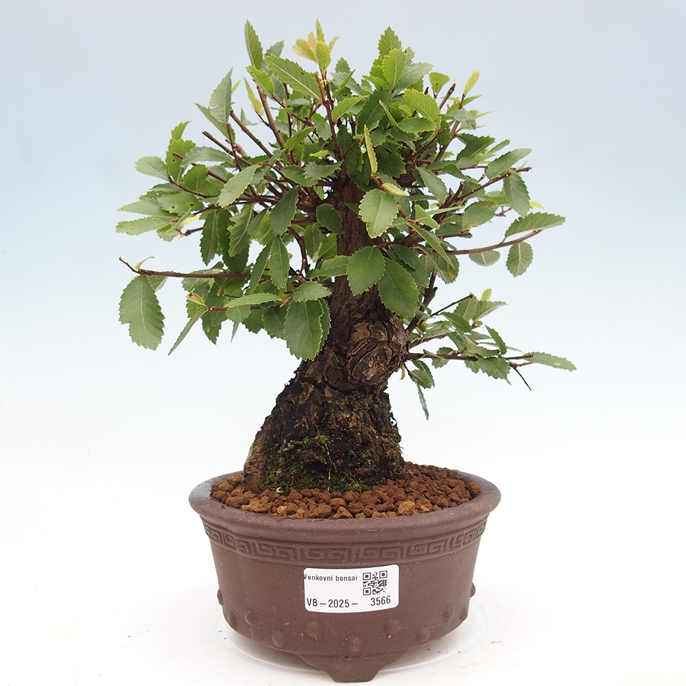 Bonsai für draußen - Zelkova - Zelkova NIRE