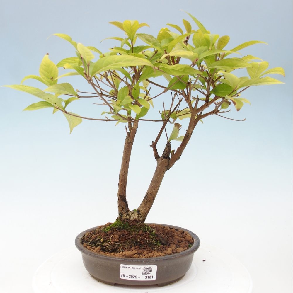 Bonsai für draußen - Callicarpa japonica