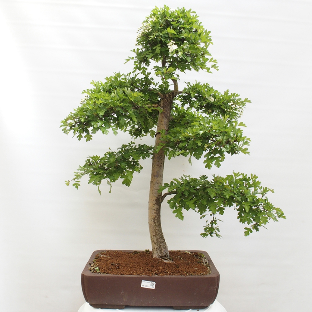 Bonsai für draußen - Weißdorn - Crataegus monogyna