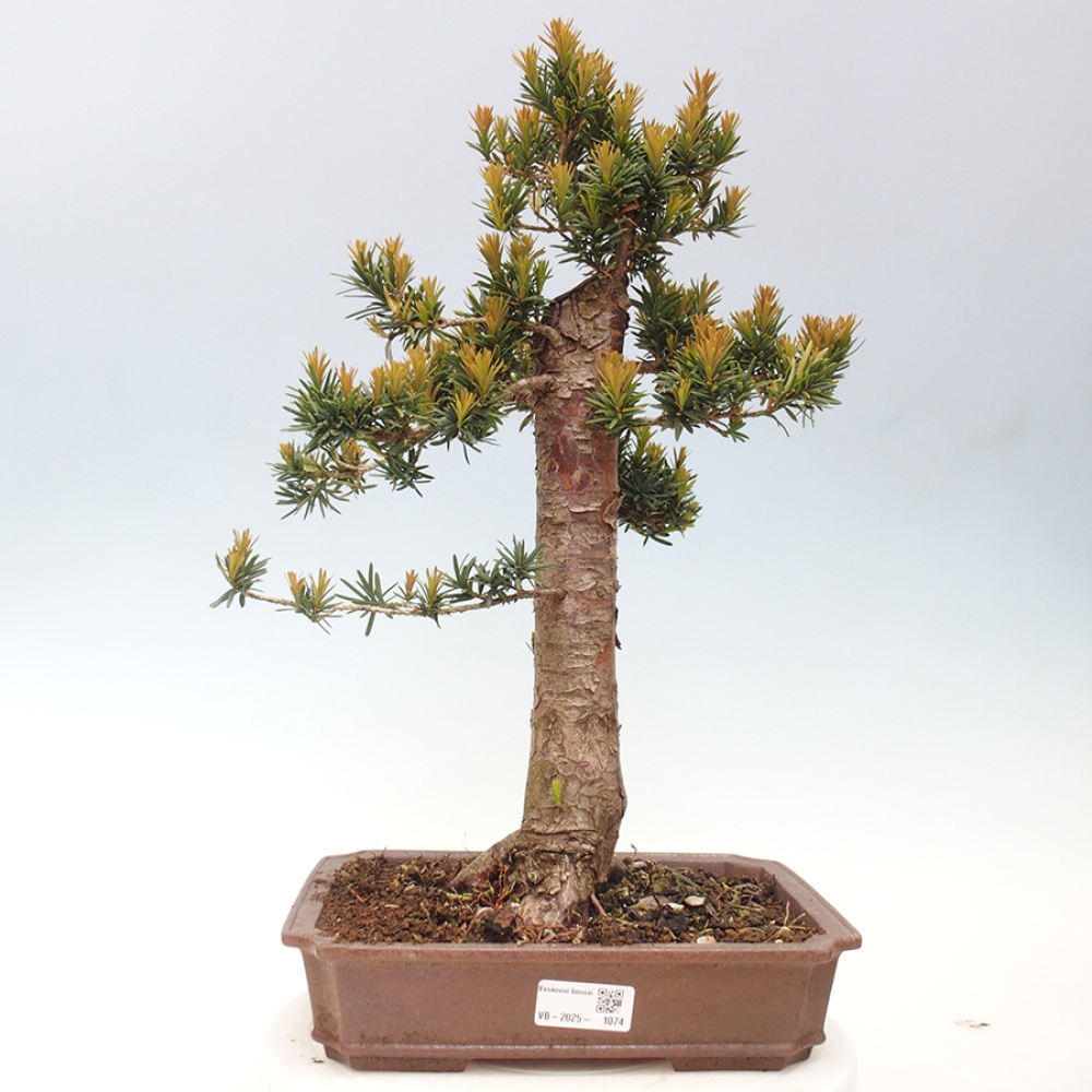 Bonsai für draußen - Taxus cuspidata - Japanische Eibe
