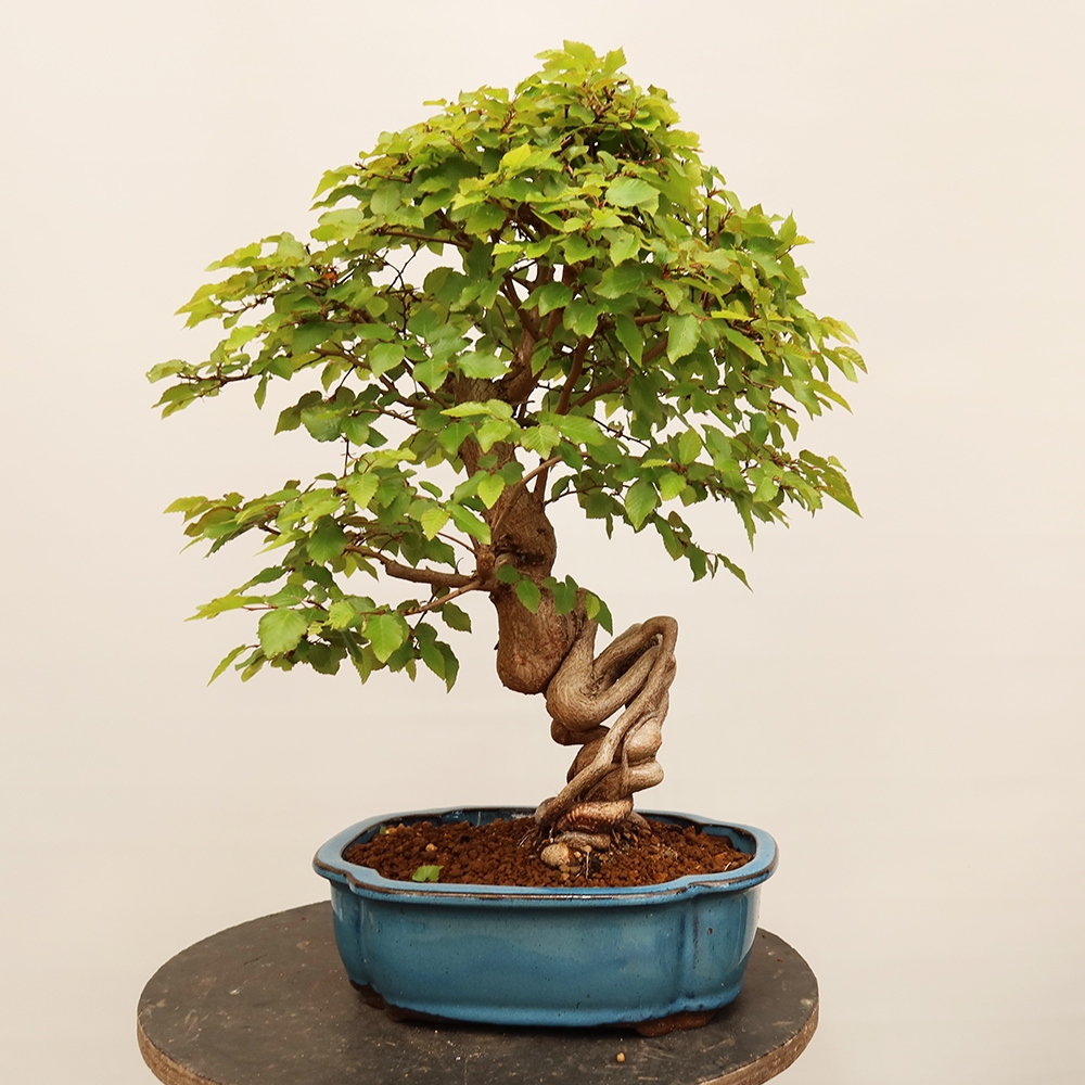 Bonsai für draußen - Karpinus Coreana - Koreanische Hainbuche