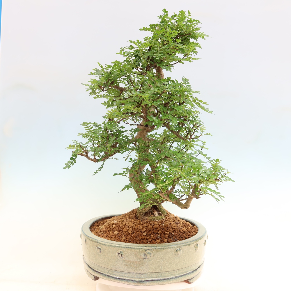 Zimmer Bonsai - Zantoxylum piperitum - Pfefferbaum