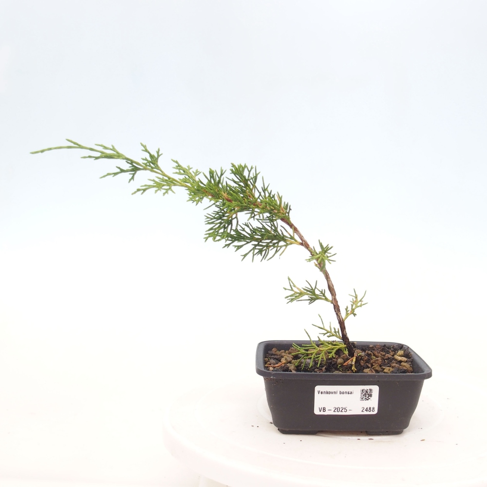Bonsai für draußen - Juniperus chinensis Itoigawa