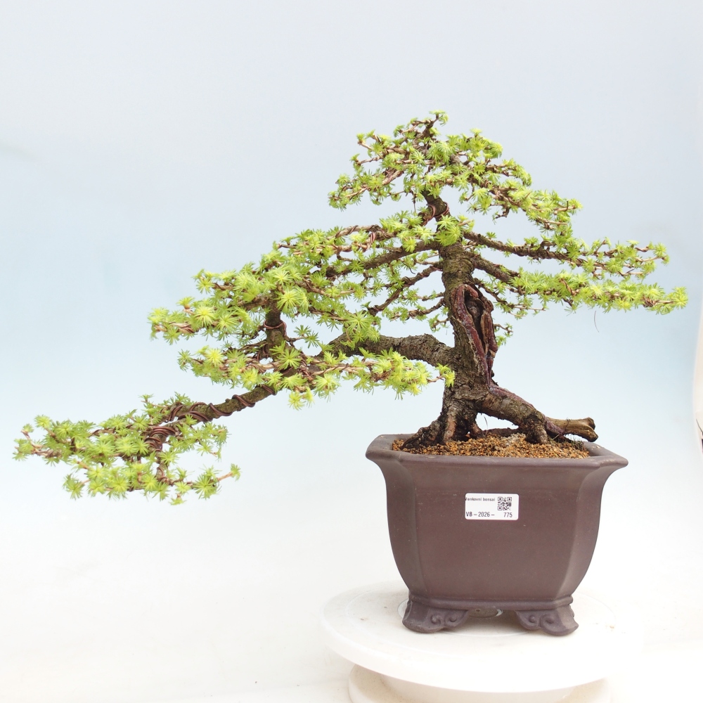 Bonsai für draußen -Larix decidua - Lärche