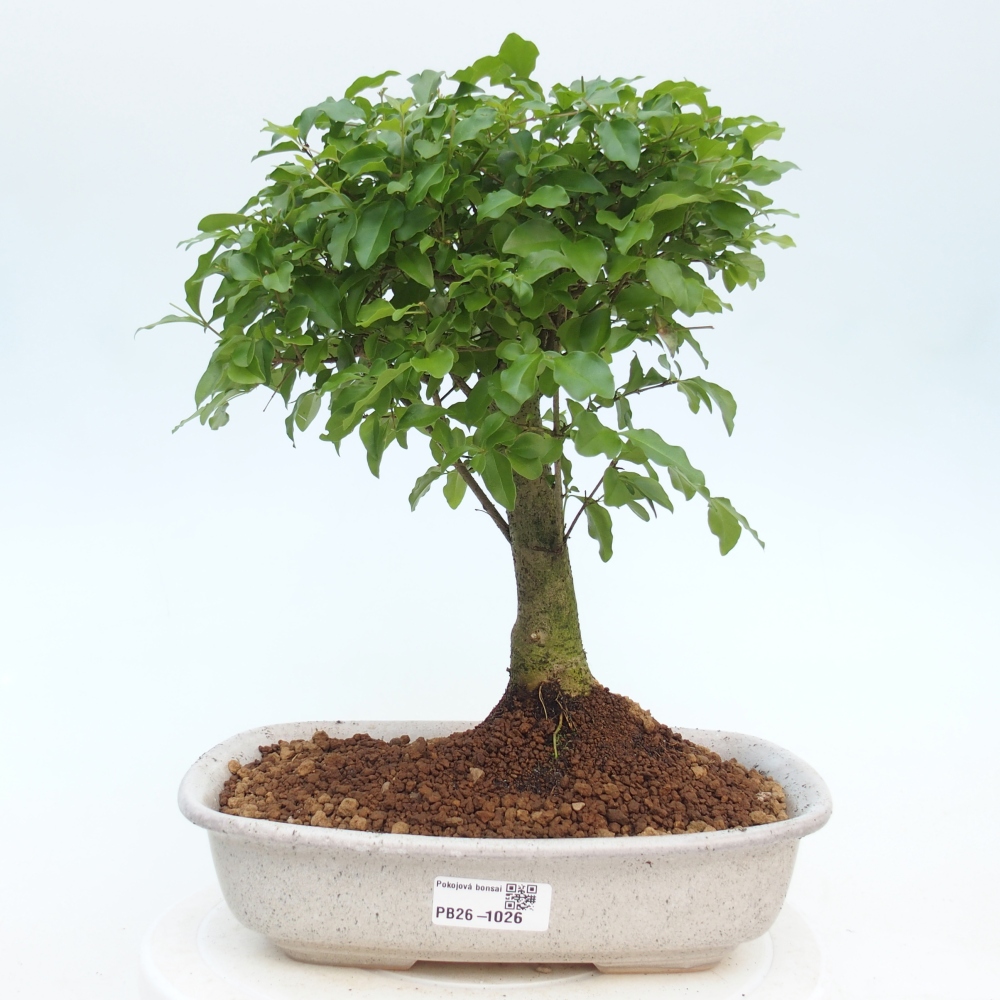 Zimmer Bonsai -Ligustrum chinensis - Vogelschnabel