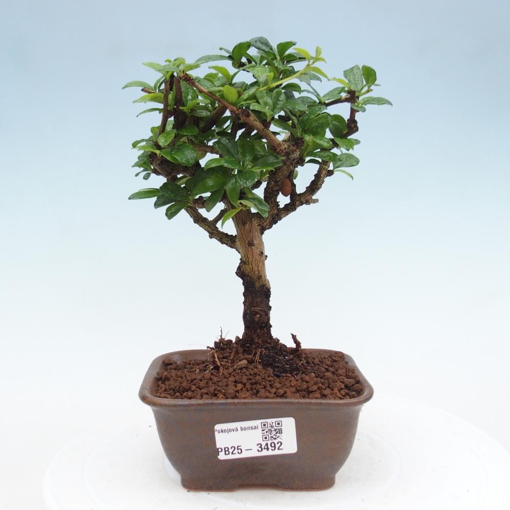 Zimmer-Bonsai - Carmona macrophylla - Tee-Fuki