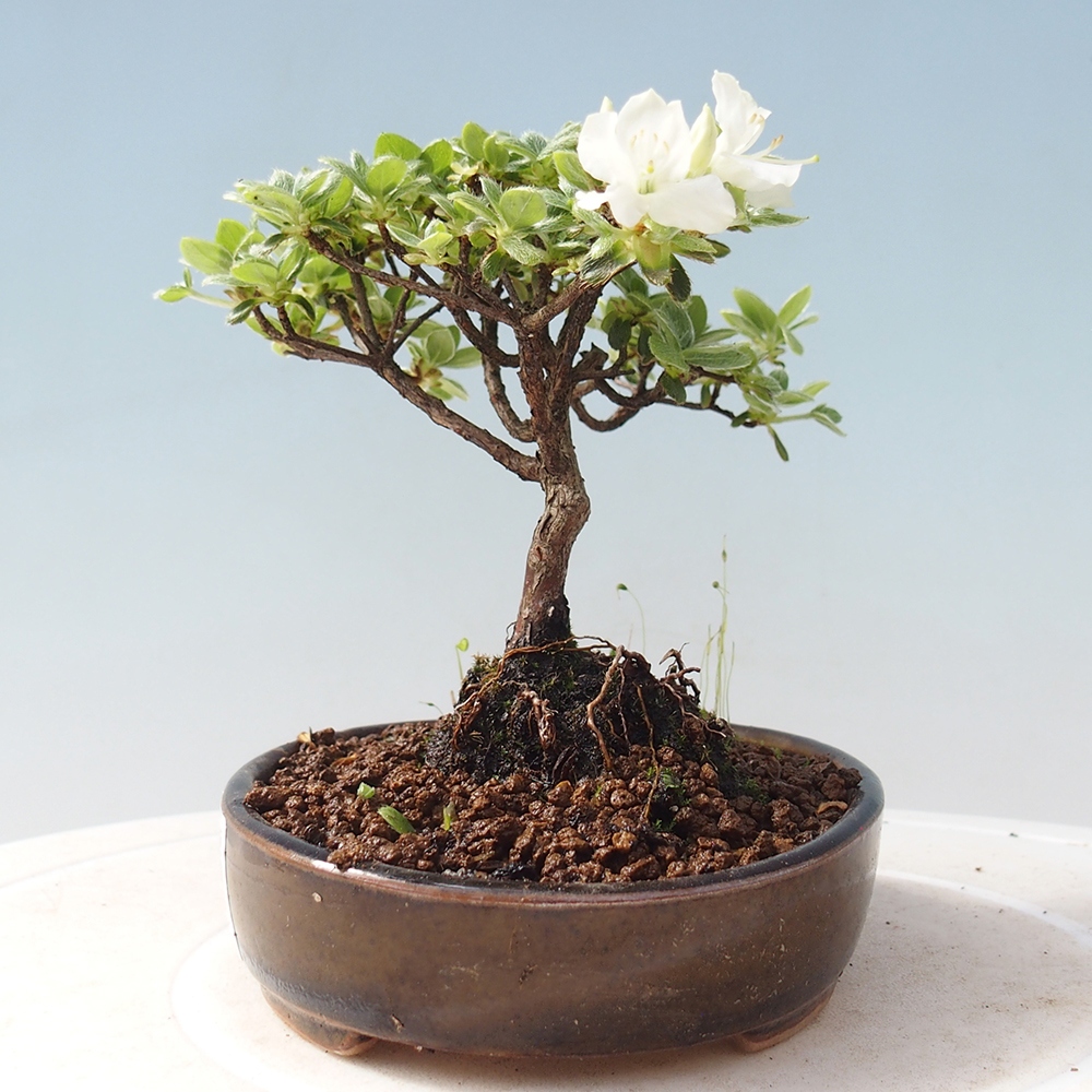 Bonsai für draußen - Rhododendron indicum - Japanische Azalee