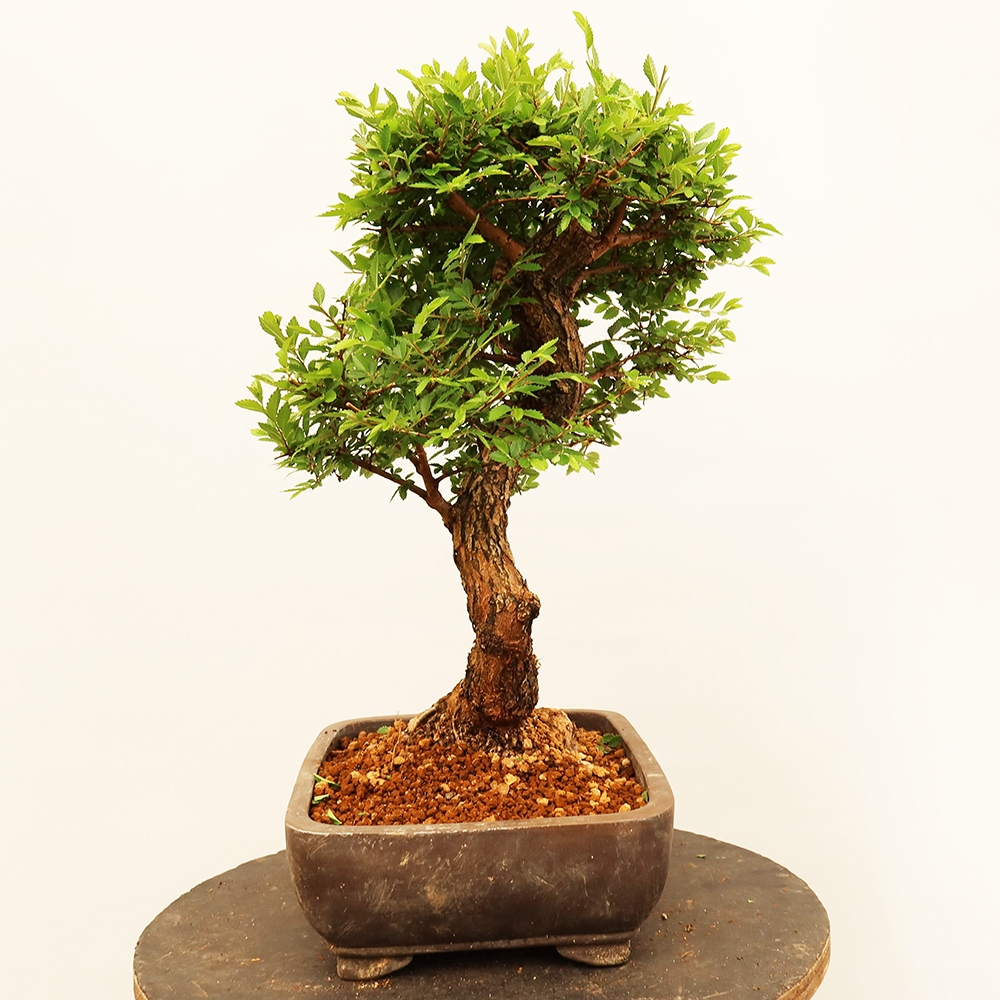 Bonsai für draußen - Zelkova - Zelkova NIRE