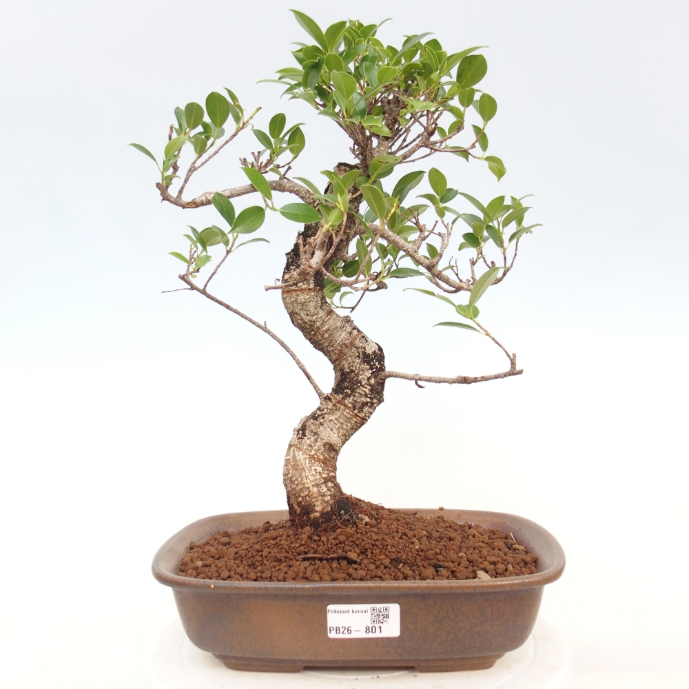 Zimmerbonsai - Ficus kimmen - Kleinblättriger Ficus