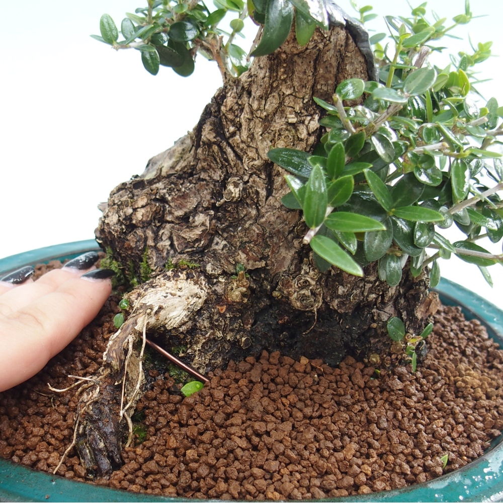 Zimmerbonsai - Olea europaea sylvestris