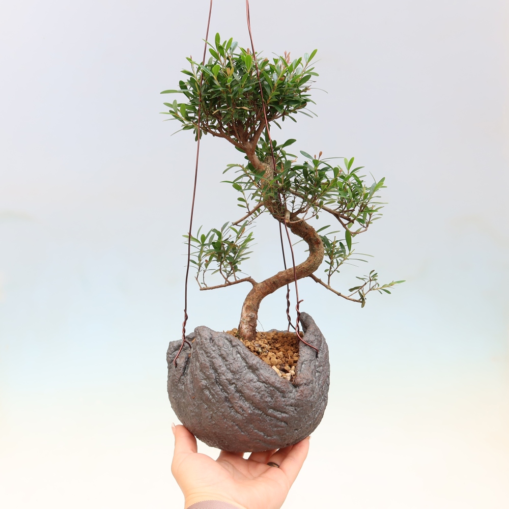 Kokedama in Keramik -Syzygium - Pimentbaum
