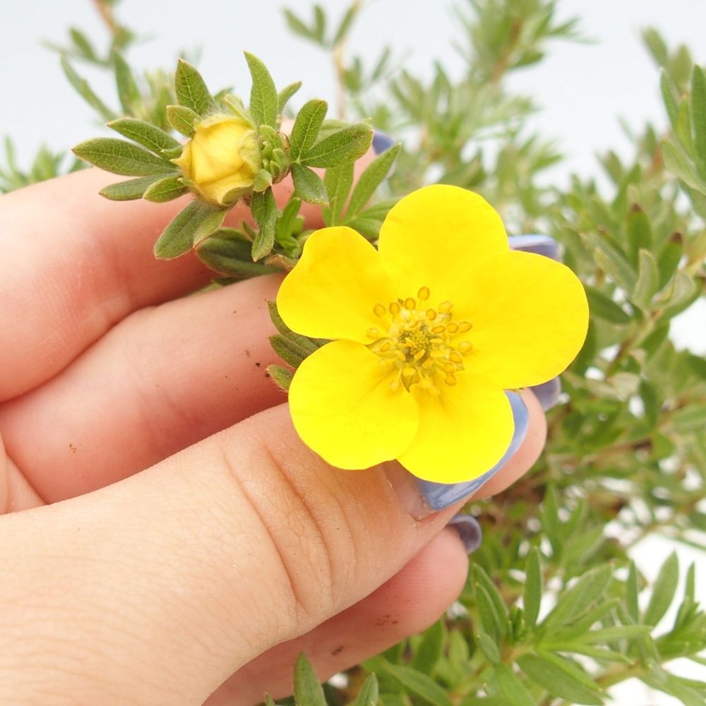 Bonsai für draußen - Potentila fruticosa gelber Vogel