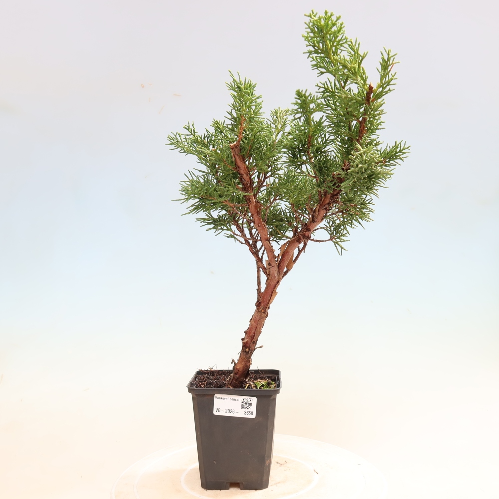 Bonsai für draußen - Juniperus chinensis Kishu