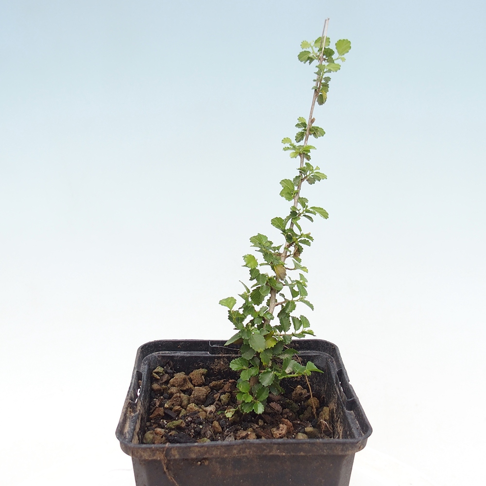 Zimmerbonsai - Grewia sp. - Grewia kleinblättrig im Container