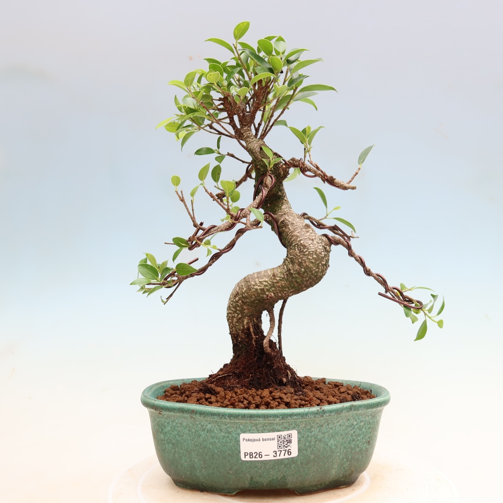 Zimmerbonsai - Ficus kimmen - Kleinblättriger Ficus