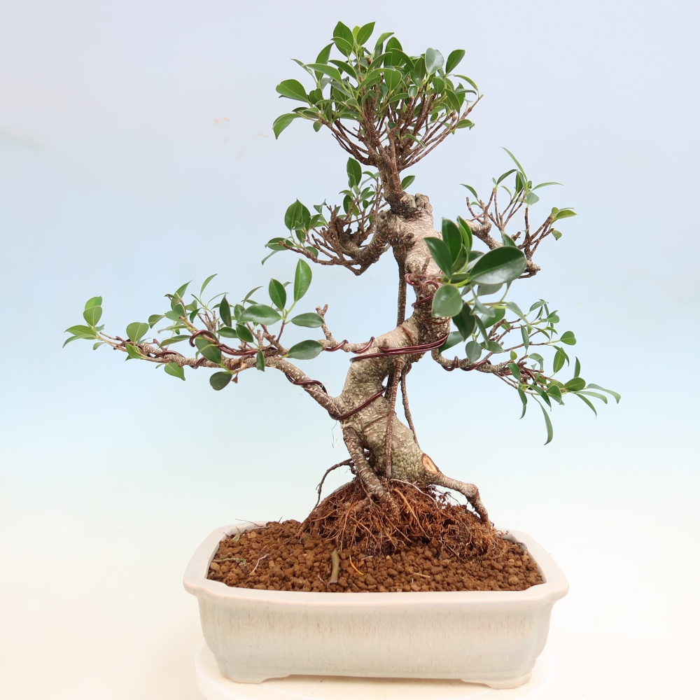 Zimmerbonsai - Ficus kimmen - Kleinblättriger Ficus