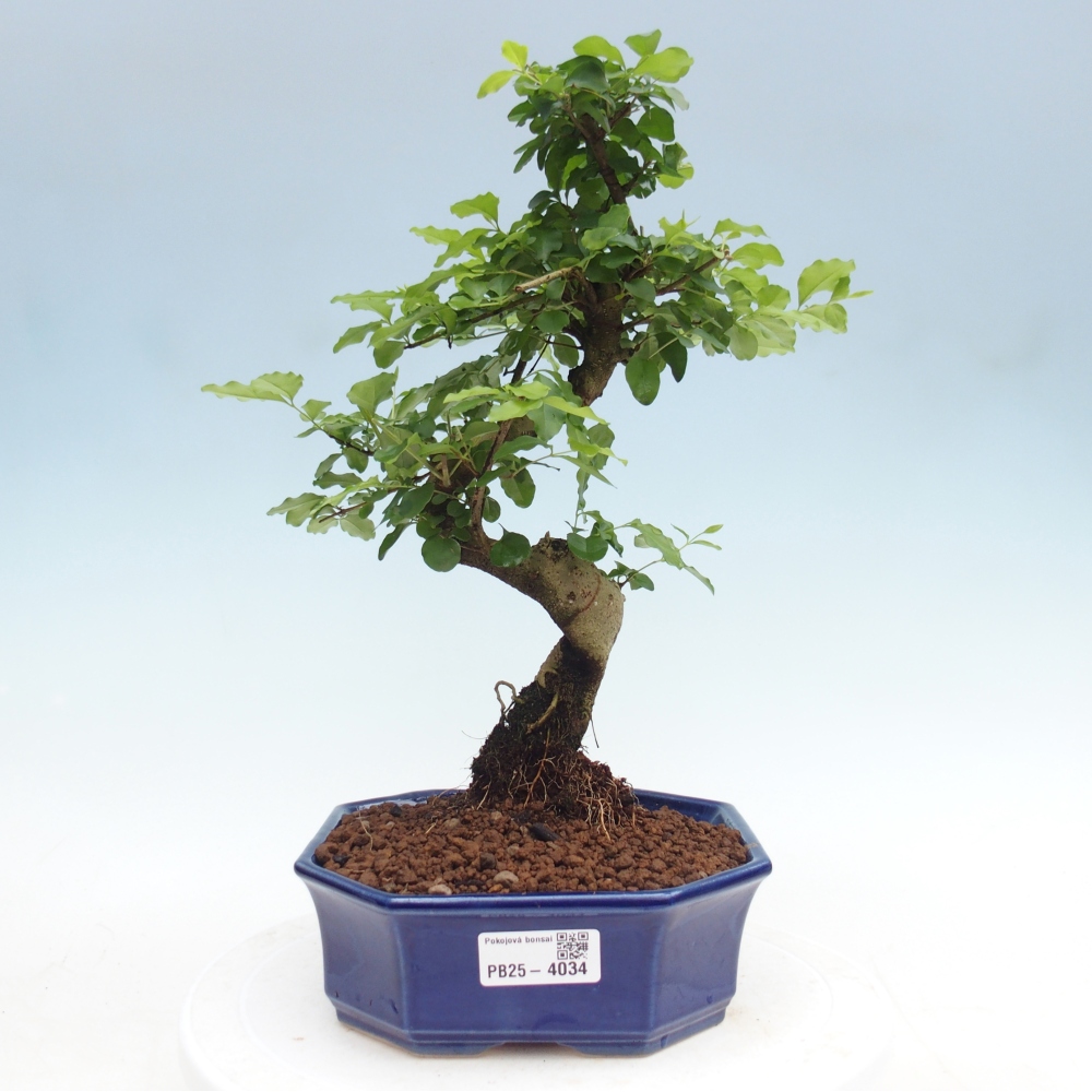 Zimmer Bonsai -Ligustrum chinensis - Vogelschnabel
