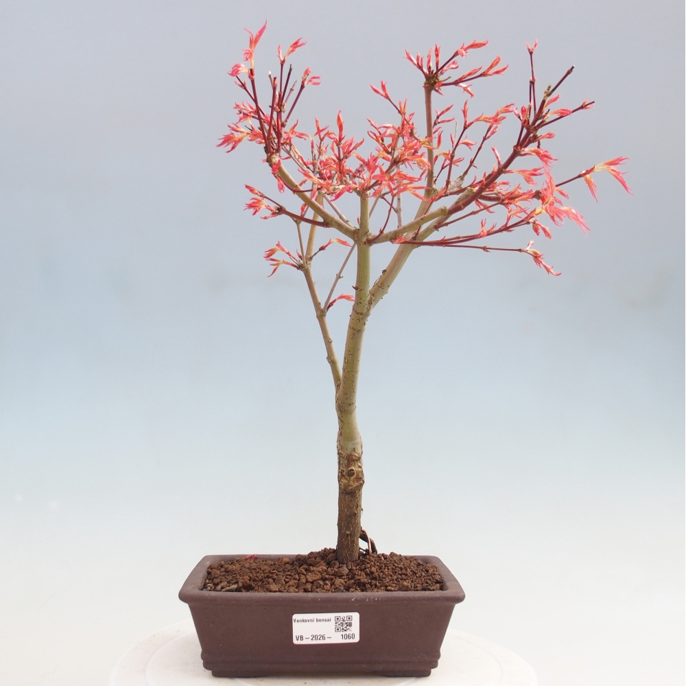 Spitzahorn - Acer palmatum Beni Tsukasa