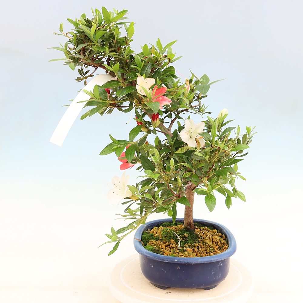Bonsai für draußen - Japanische Azalee - Azalee Senhime