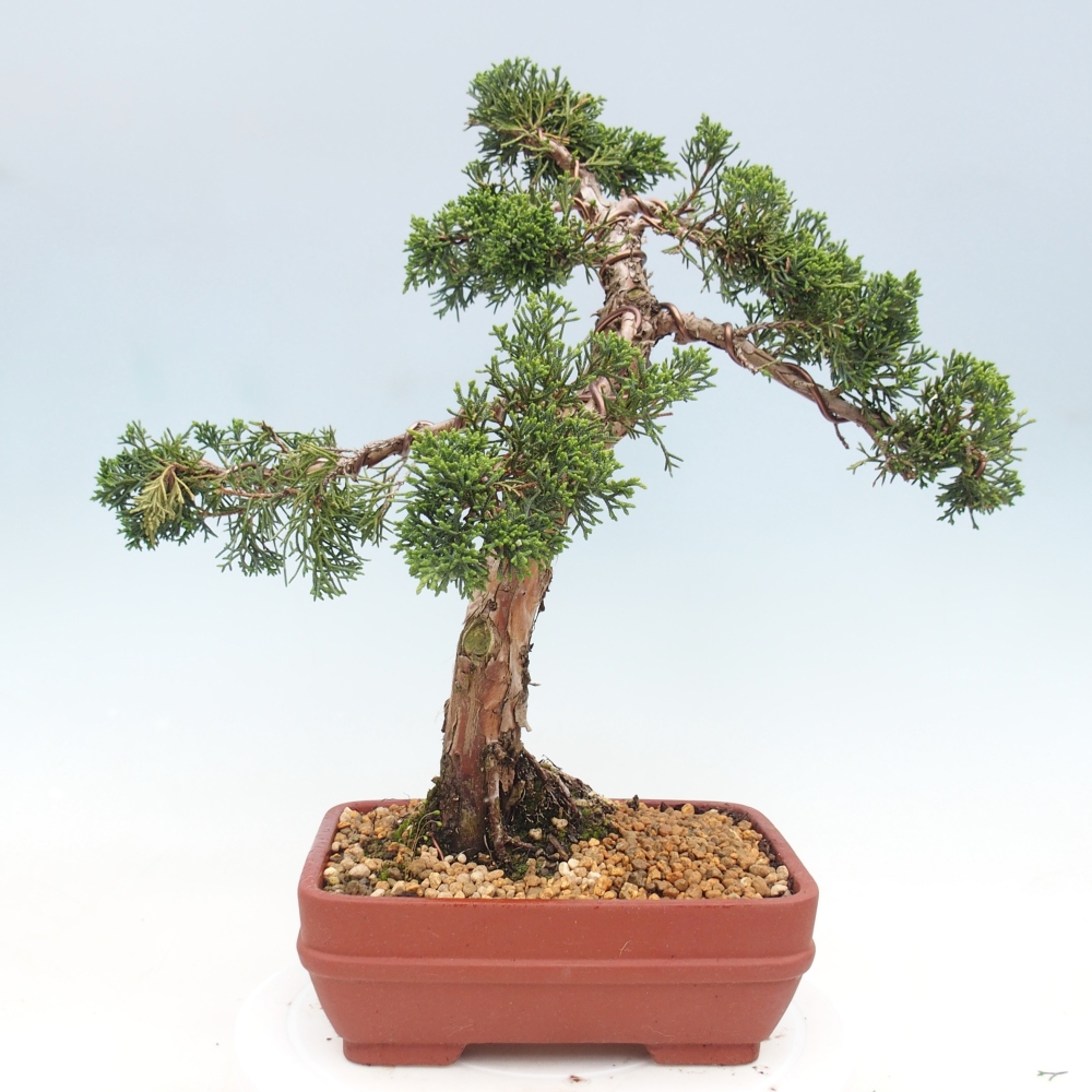 Bonsai für draußen - Juniperus chinensis Kishu