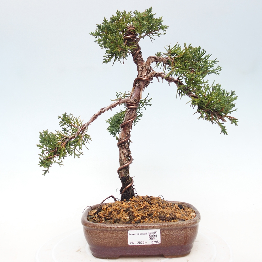 Bonsai für draußen - Juniperus chinensis Kishu