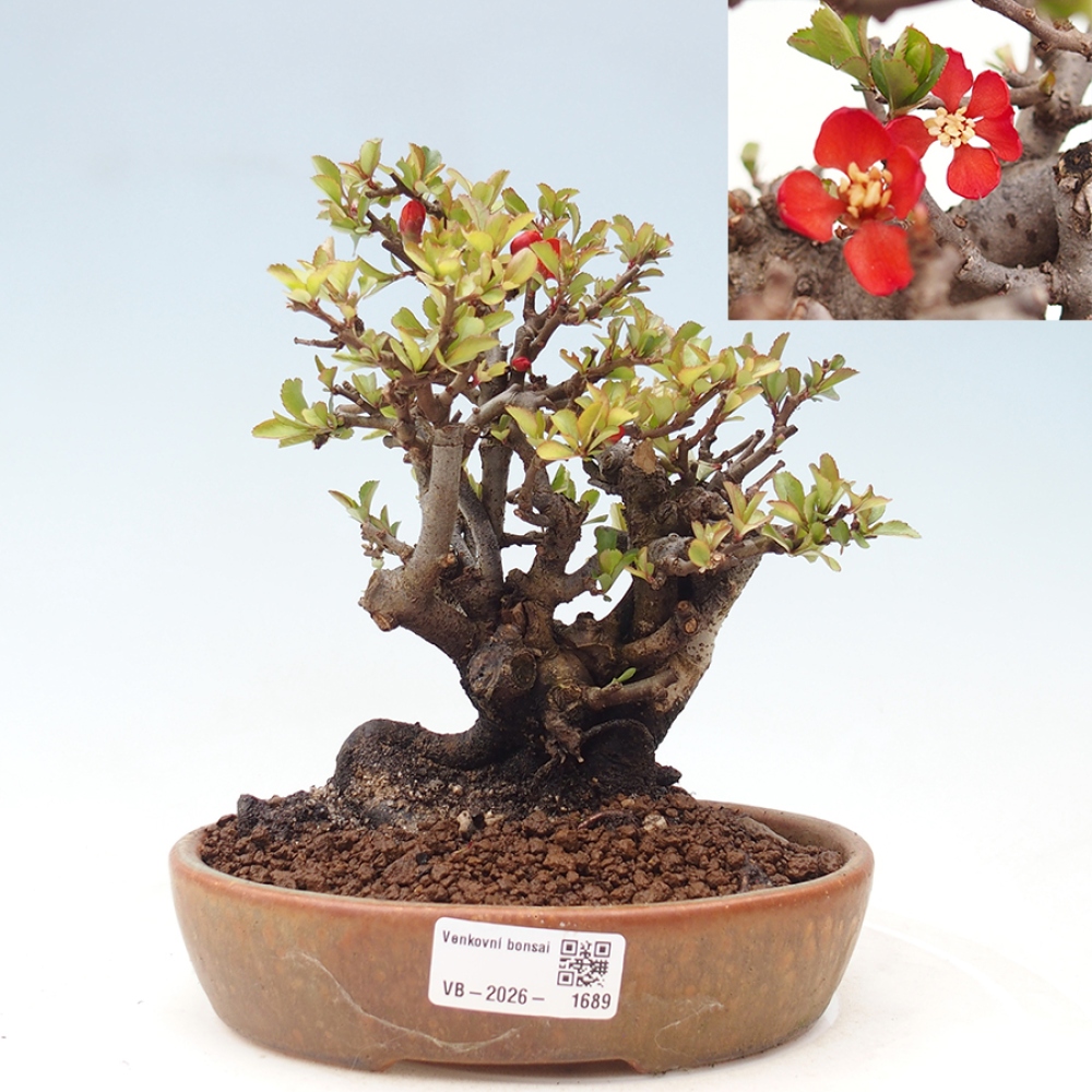 Bonsai für draußen - Chaneomeles speciosa - Quitte