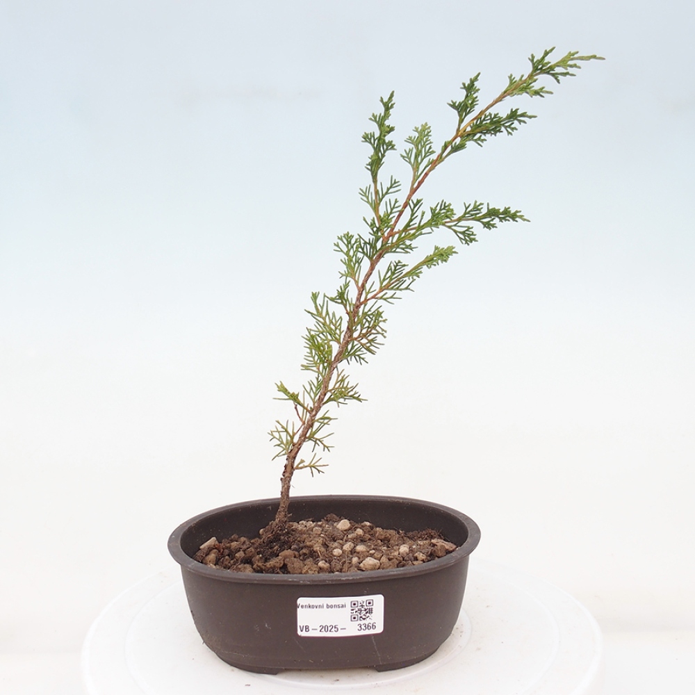 Bonsai für draußen - Juniperus chinensis Itoigawa