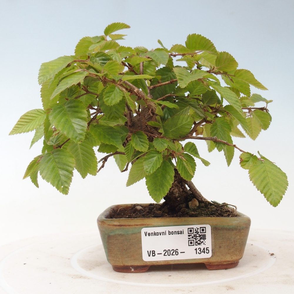Bonsai für draußen -Carpinus CARPINOIDES - Koreanische Hainbuche