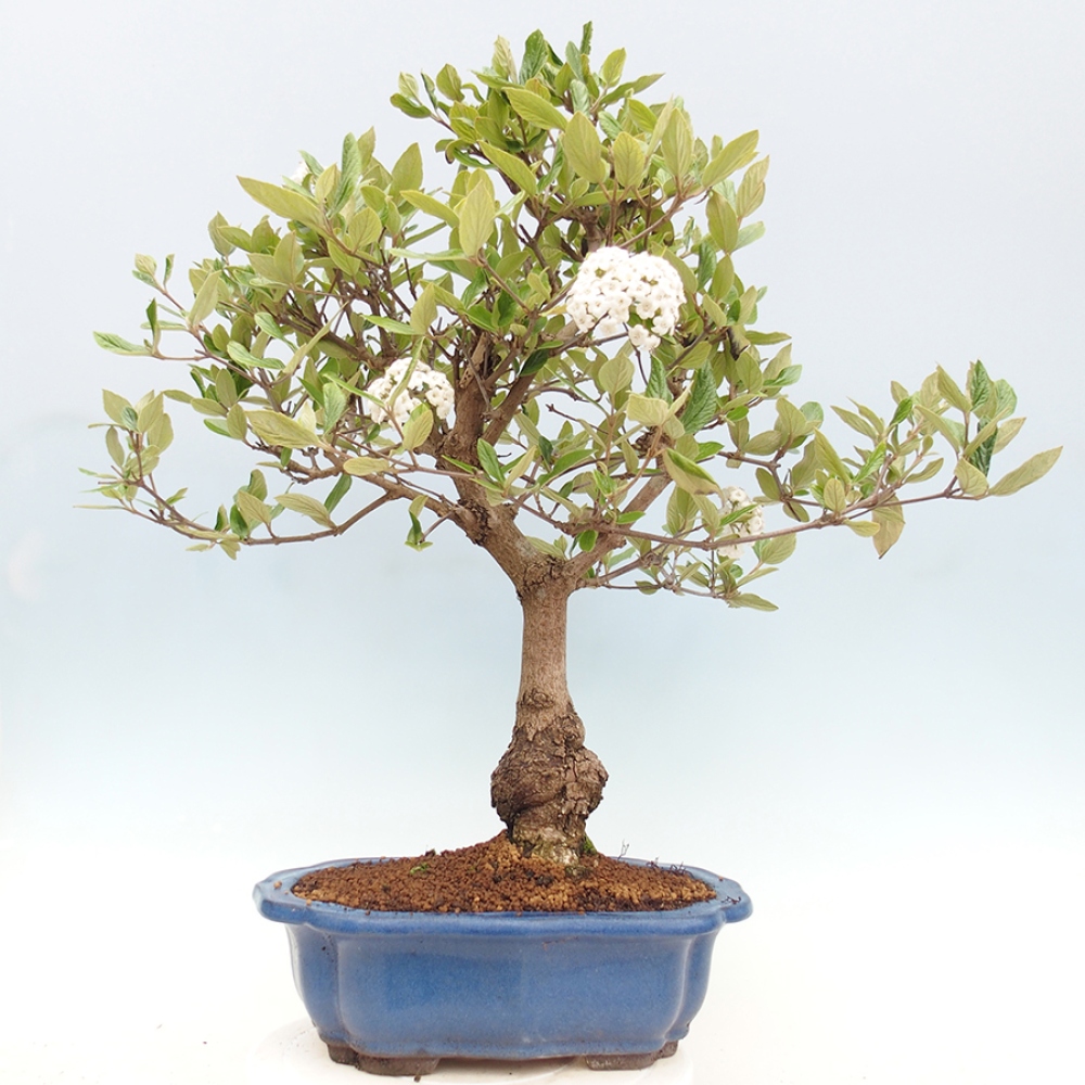 Bonsai für draußen - Kalina Bodnanská - Viburum carlesii hemsi
