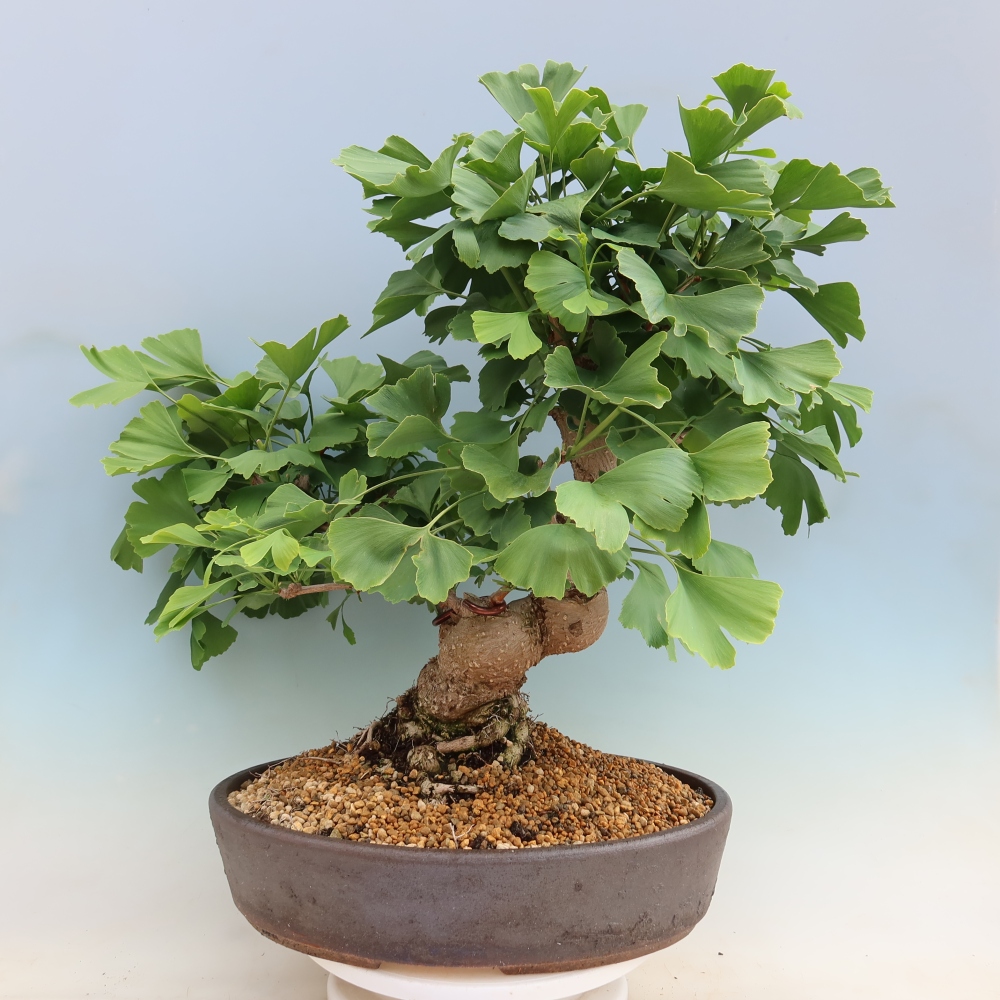 Bonsai für draußen - Ginkgo biloba - Ginkgo biloba
