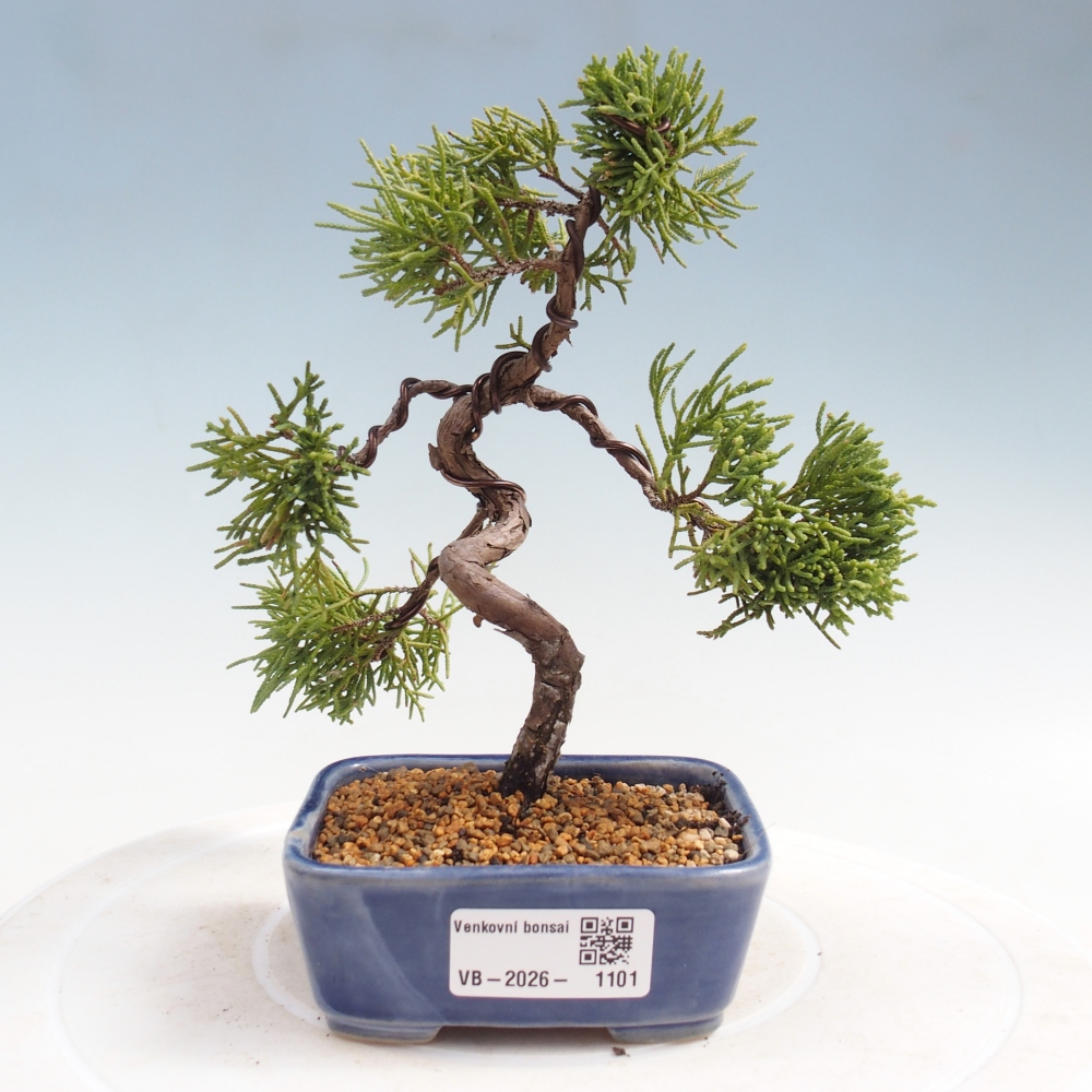 Bonsai für draußen - Juniperus chinensis Kishu