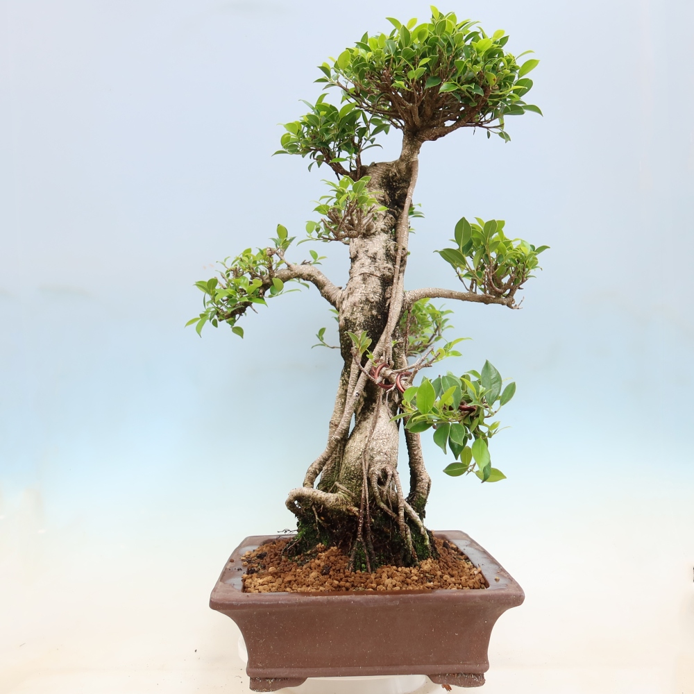 Zimmerbonsai - Ficus kimmen - Kleinblättriger Ficus